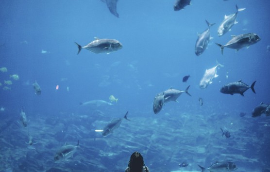 Get a Cool New View of San Francisco Bay at the Bay Area's Premier Aquarium
